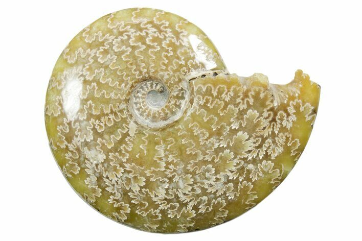 Polished Ammonite (Cleoniceras) Fossil - Madagascar #352360